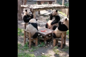 マナーを守って行儀よく…会食するパンダが可愛すぎる