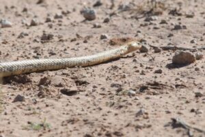軽飛行機の座席の下に猛毒のコブラ！パイロットが緊急着陸