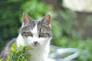 NZで野良猫をハンティングする大会、批判を浴びて開催が中止へ