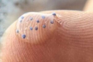 ナノプラスチックを摂取後、2時間でマウスの脳内から検出