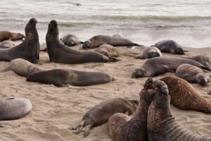 ゾウアザラシの睡眠時間はわずか2時間、脳の活動記録で明らかに