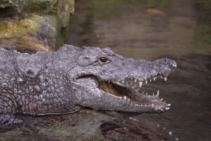 2歳の幼児をワニの口の中で発見、父親を殺人容疑で逮捕【アメリカ】