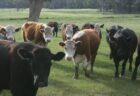 6頭の牛が謎の死、舌を切断されて殺されるも、出血はなし【テキサス州】