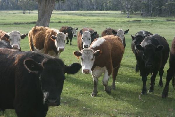 6頭の牛が謎の死、舌を切断されて殺されるも、出血はなし【テキサス州】