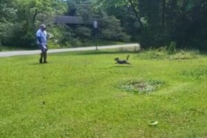 郵便局の配達員から手紙をゲット、一生懸命働くワンコが可愛い