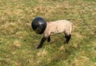 野原でヘルメットをかぶった子羊を発見、無事取り外される【スコットランド】