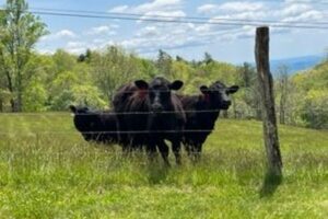 牛さんお手柄、群れが逃亡した容疑者の居場所まで警察官を導く【アメリカ】