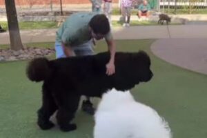 他の犬と遊ぶより、多くの人間に構ってもらいたいワンコが面白い