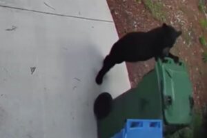 子熊がゴミ出しの手伝い？ゴミ箱を引き出す様子が撮影される