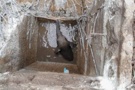 タイの井戸に子供のゾウが落下、重機を使って無事救出に成功