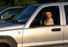 スピード違反で止められた男、愛犬と座席を交換し「運転していない」と主張