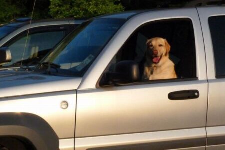スピード違反で止められた男、愛犬と座席を交換し「運転していない」と主張
