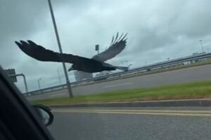 飛んでいるペットのカラスに、車から餌を与える女性、動画が話題に