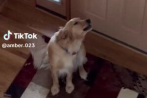 家に1匹で残されたと思ったワンコ、飼い主に気づいた表情がカワイイ