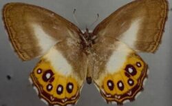 新種の蝶、『ロード・オブ・ザ・リング』のサウロンに因み、命名される