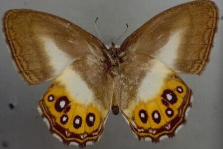 新種の蝶、『ロード・オブ・ザ・リング』のサウロンに因み、命名される