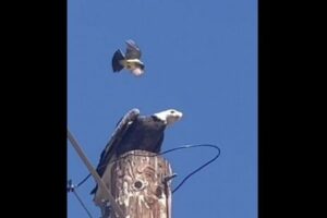 勇敢な小さな鳥、巣に近づいたハクトウワシを攻撃＆追撃【動画】