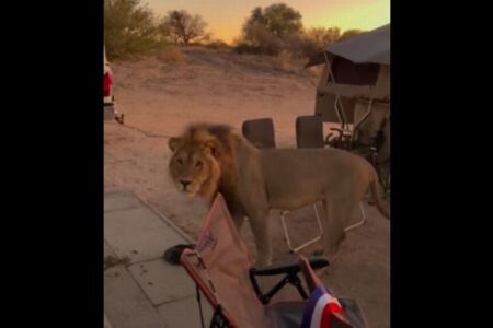 ボツワナのキャンプ場にライオンが出現、すぐ近くまで接近【動画】