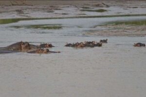 カバによってボートが転覆、7人が死亡、17人が行方不明