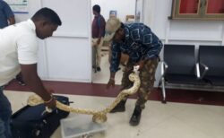 インドの空港で、22匹のヘビをバッグに詰めていた女を逮捕