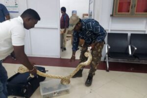 インドの空港で、22匹のヘビをバッグに詰めていた女を逮捕