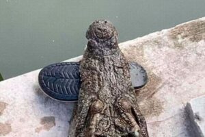 ワニの囲いの中に男性が引きずり込まれ死亡、生きたまま食べられる【カンボジア】