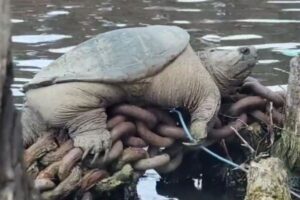 イリノイ州の川で巨大なスッポンを発見、撮影者もびっくり