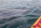 突然、海で大きなウバザメに遭遇、カヤッカーも息を飲む