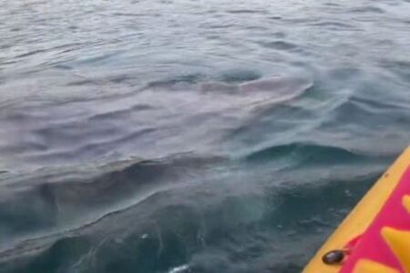 突然、海で大きなウバザメに遭遇、カヤッカーも息を飲む