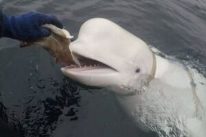 スパイ容疑が掛けられたシロイルカ、今度はスウェーデンに姿を現す