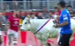 ラグビーの試合前にピッチに牛が出現、選手たちを追い回す【フランス】