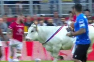 ラグビーの試合前にピッチに牛が出現、選手たちを追い回す【フランス】
