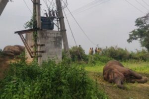 ゾウの家族4頭が死亡、変圧器に触れて感電死【インド】