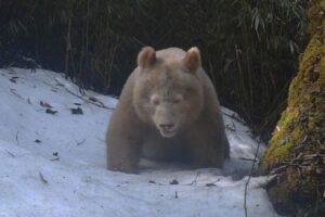 珍しい全身が真っ白のジャイアント・パンダ、新たな映像が公開される