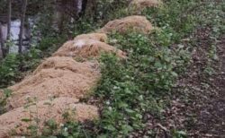 奇妙すぎる光景、森の中に大量のパスタが廃棄されているのを発見