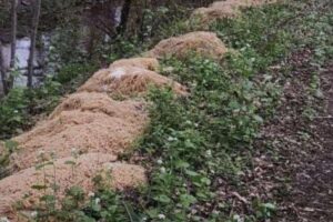 奇妙すぎる光景、森の中に大量のパスタが廃棄されているのを発見