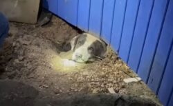 竜巻の被害に遭った町で、家の下から犬を発見、保護に成功