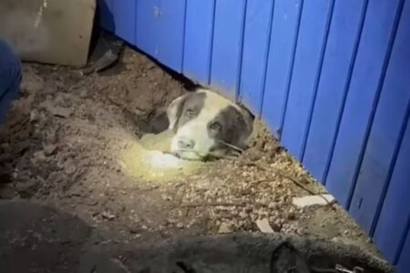 竜巻の被害に遭った町で、家の下から犬を発見、保護に成功