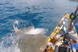 タイガーシャークがカヤックを襲撃、海面に躍り出て男性に襲いかかる【動画】