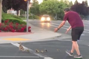 アヒルの家族が車道を渡るのを手伝っていた男性、車に轢かれて死亡