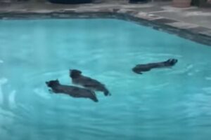 3匹のアライグマが民家でプール・パーティー！泳ぐ姿が楽しそう