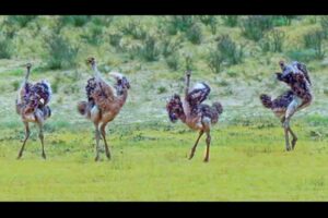 アフリカ原野で、ダチョウのバレエ団が目撃された