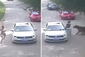サファリパークで車外に出た女性がトラに襲われる、恐ろしい動画が浮上