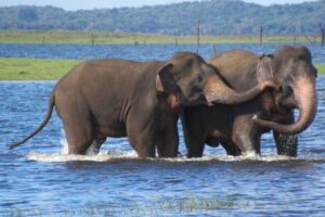 アジアゾウの生息域が南アジア全域で減少、1700年以降64％も喪失