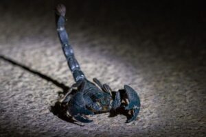 機内で女性がサソリに刺され、病院へ搬送される【インド】