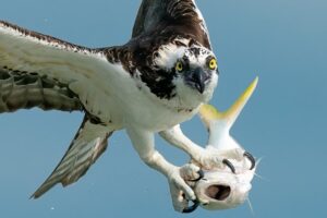 【動画】捕らえた魚を空中で丸飲み！写真家がおさめた捕食シーンの数々がかっこいい