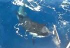 シャチがヨットの舵を食いちぎる瞬間を撮影、ジブラルタル海峡付近