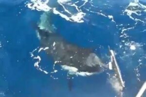 シャチがヨットの舵を食いちぎる瞬間を撮影、ジブラルタル海峡付近