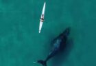 カヤックに大きなクジラが接近、ダイナミックなドローン映像
