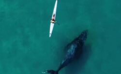カヤックに大きなクジラが接近、ダイナミックなドローン映像